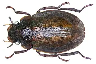 Spercheus emarginatus