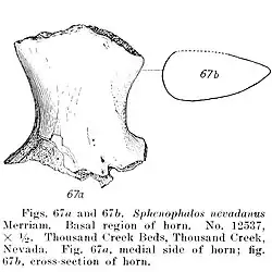 Основание рога Sphenophalos nevadanus
