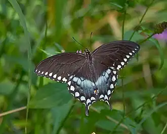 Papilio troilus29 июня 2022