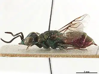 Spintharina versicolor