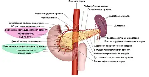 Кровоснабжение селезёнки, поджелудочной железы и двенадцатипёрстной кишки