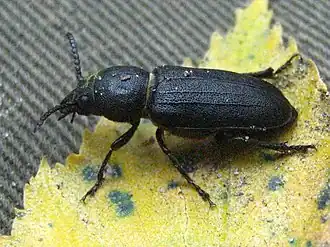 Spondylis buprestoides