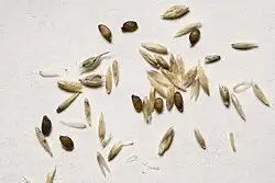 Семена Sporobolus wrightii