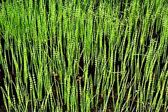 Хвощ приречный