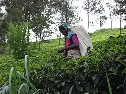 Сбор урожая чая