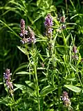Буквица лекарственная (Betonica officinalis)