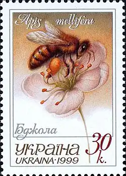 Медоносная пчела. Украина, 1999