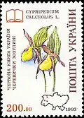 Башмачок настоящий (Cypripedium calceolus)
