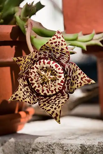 Orbea variegata
