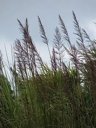 Chrysopogon zizanioides