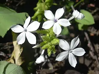 Plumbago zeylanica