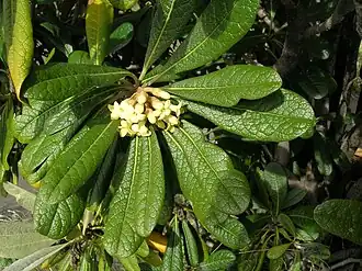 Смолосемянник густоцветковый (Pittosporum confertiflorum)