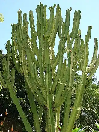 Общий вид растения