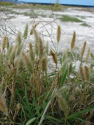 Многобородник, острова Мидуэй