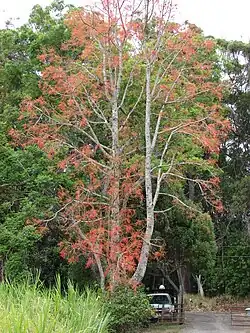 Цветущий брахихитон