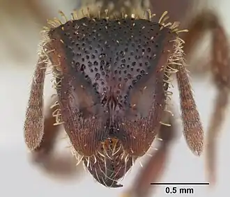 Муравей Stegomyrmex vizottoi