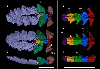 Хвостовое «оружие»