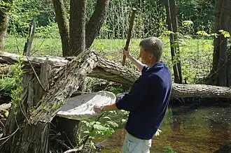 Разновидность энтомологического зонта