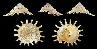 Раковина моллюска