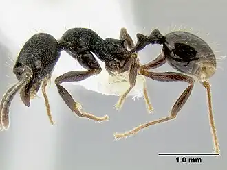 Рабочий Stenamma leptospinum