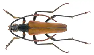 Stenocorus amurensis, самец