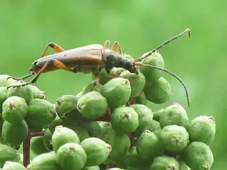 Stenocorus meridianus