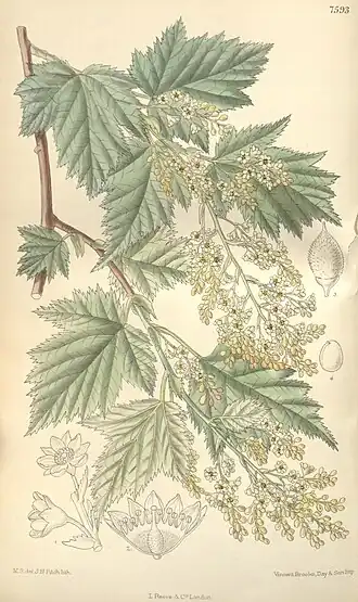 Curtis’s botanical magazine, tab. 7593 (1898)