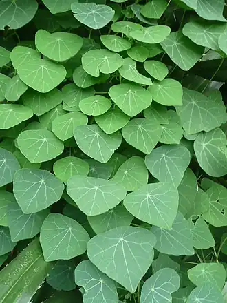 Стефания головчатоцветковая