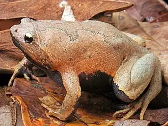 Защищённый узкорот