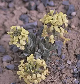 Стеригмостемум каспийский