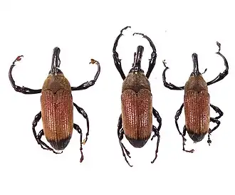 Sternuchopsis praeustus