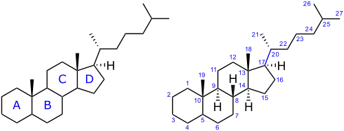 Нумерация атомов и обозначения циклов в стероидах