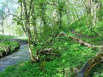 Тропа к впадине моста у ручья Стивенстон-Берн