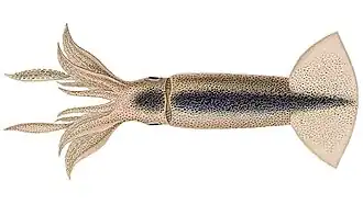 Sthenoteuthis oualaniensis