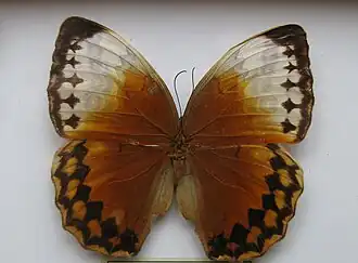 Stichophthalma louisa