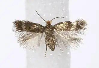 Stigmella betulicola