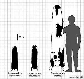 Черепа трёх известных представителей семейства