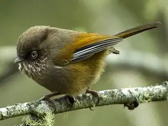 Fulvetta formosana