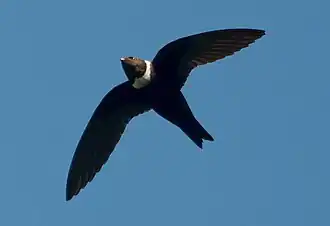 Ошейниковый американский стриж13 ноября 2019