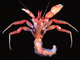 Strobopagurus sibogae