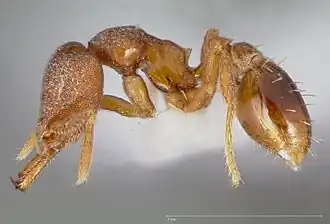 Рабочий муравей Strumigenys abdera