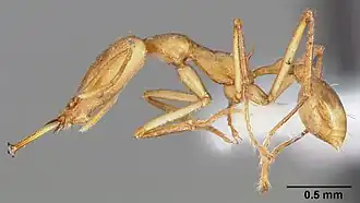 Рабочий муравей