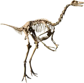 Слепок скелета Struthiomimus altus