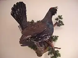 Чучело глухаря