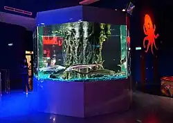 Аквариум с осётрами