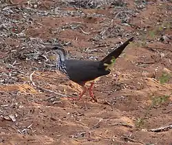 Мония (Monias benschi) - эндемик колючих зарослей