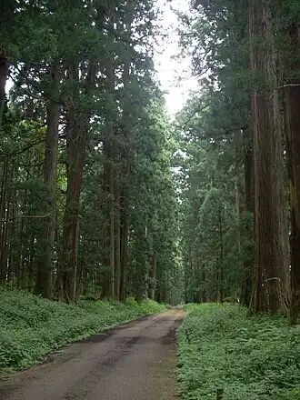 Кедровая аллея Никко