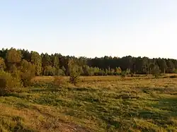 Поле в селе Сухаревка