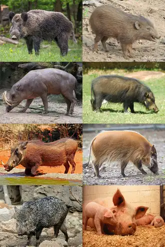 1-й ряд: кабан (Sus scrofa), карликовая свинья (Porcula salvania);
2-й ряд: Babyrousa celebensis, большая лесная свинья (Hylochoerus meinertzhageni);
3-й ряд: обыкновенный бородавочник (Phacochoerus africanus), кистеухая свинья (Potamochoerus porcus);
4-й ряд:ошейниковый пекари (Dicotyles tajacu), домашняя свинья (Sus domesticus).