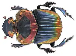 Sulcophanaeus imperator alticollis — самка